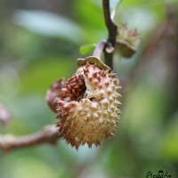 Datura metel L.